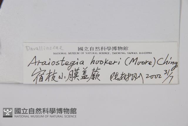 宿枝小膜蓋蕨藏品圖，第2張