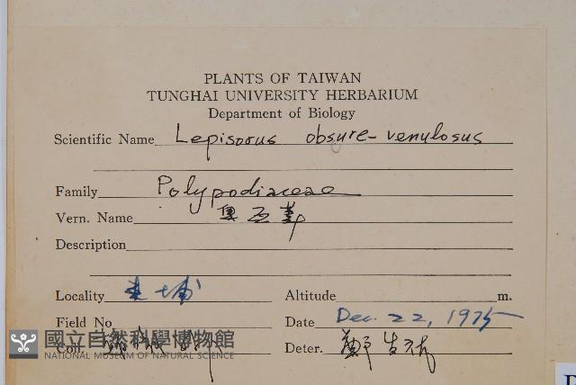 鱗瓦葦、長柄瓦葦藏品圖，第2張