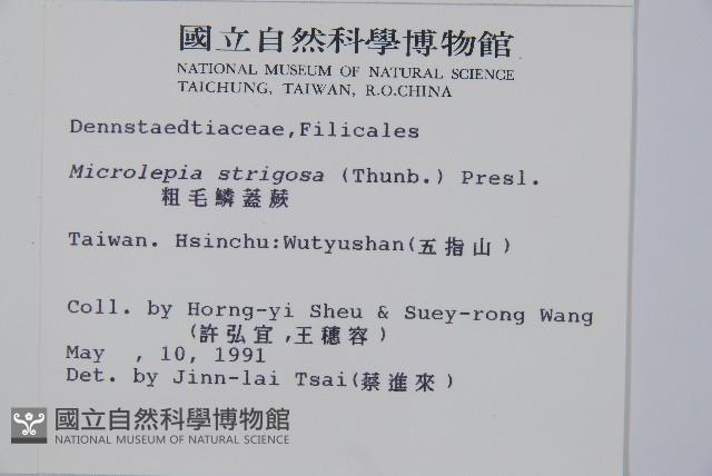 粗毛鱗蓋蕨藏品圖，第2張