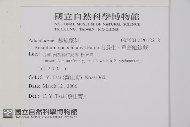 石長生、單蓋鐵線蕨藏品圖，第2張