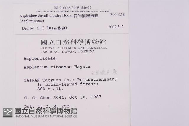 骨碎補鐵角蕨藏品圖，第2張