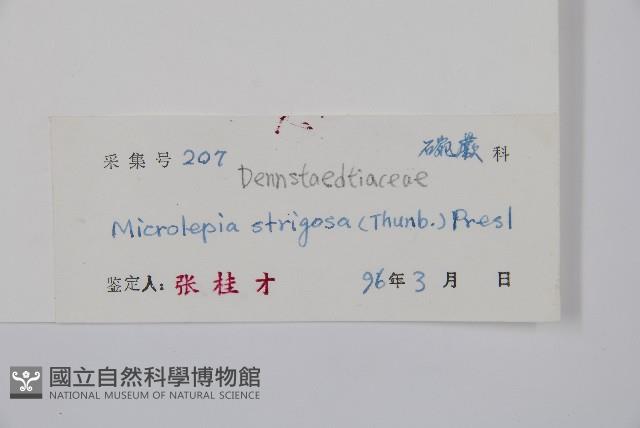 粗毛鱗蓋蕨藏品圖，第2張