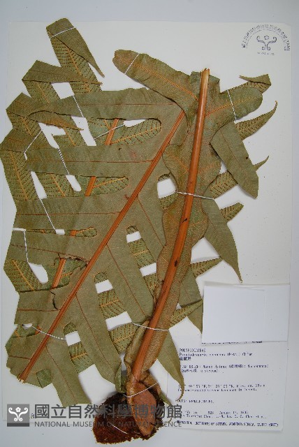 崖薑蕨藏品圖，第1張