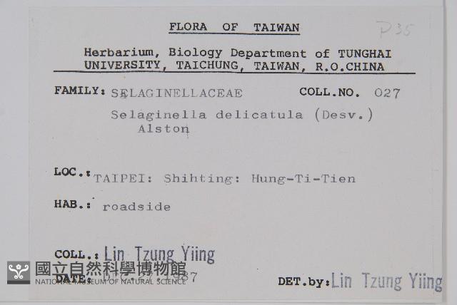 全緣卷柏藏品圖，第2張
