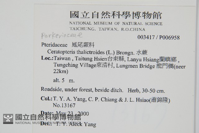 水蕨藏品圖，第2張
