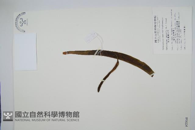 帶狀瓶爾小草藏品圖，第1張