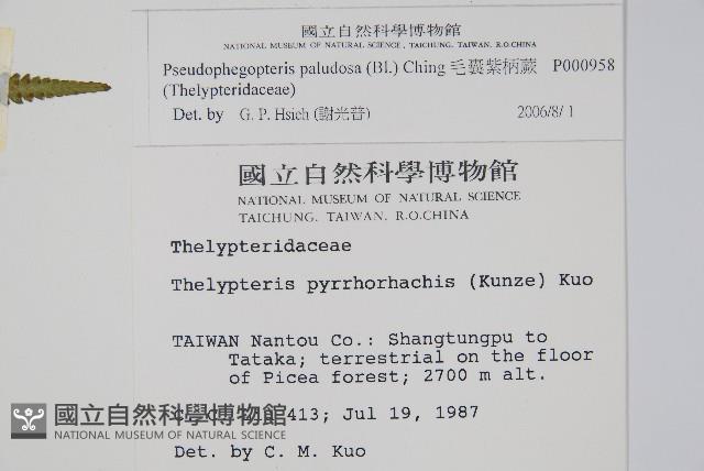 毛囊紫柄蕨藏品圖，第2張