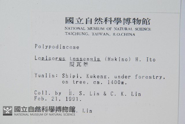 擬瓦葦藏品圖，第2張