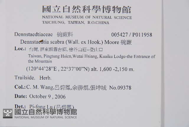 碗蕨藏品圖，第2張