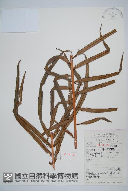 烏毛蕨藏品圖，第1張