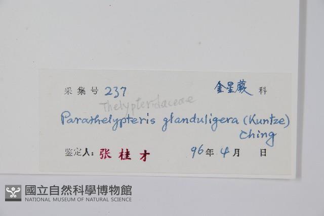 密腺副金星蕨藏品圖，第2張