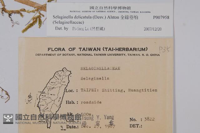 全緣卷柏藏品圖，第2張