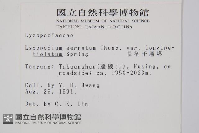 長柄千層塔藏品圖，第2張