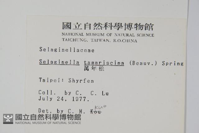 萬年松藏品圖，第2張