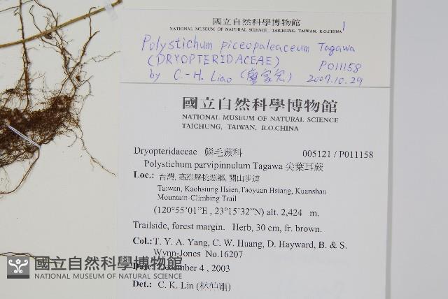 黑鱗耳蕨藏品圖，第2張