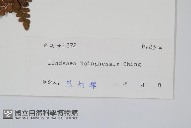 海南鱗始蕨藏品圖，第2張