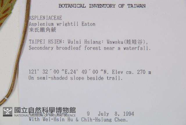 萊氏鐵角蕨藏品圖，第2張