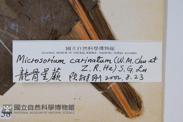 龍骨星蕨藏品圖，第2張