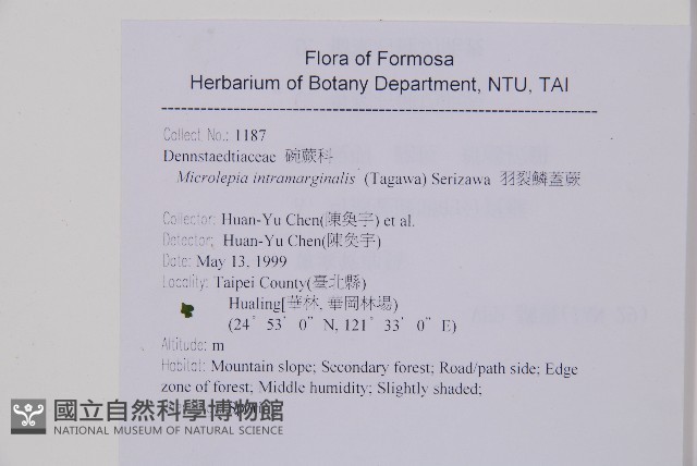 羽裂鱗蓋蕨藏品圖，第2張