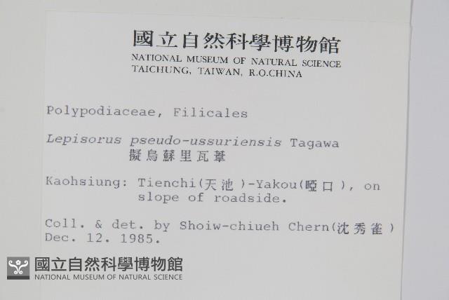 擬烏蘇里瓦葦藏品圖，第2張