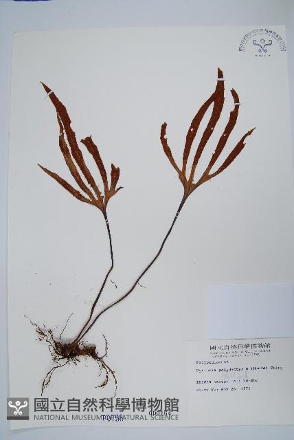 槭葉石葦藏品圖，第1張
