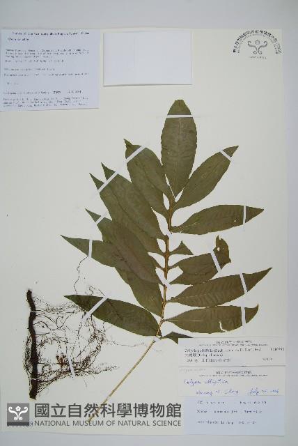 大線蕨藏品圖，第1張