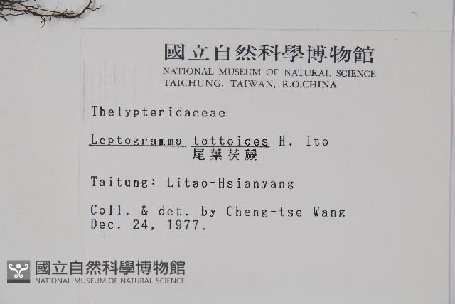 尾葉茯蕨藏品圖，第2張