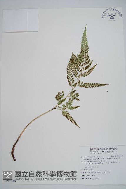 小葉複葉耳蕨藏品圖，第1張