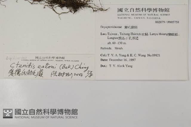 愛德氏肋毛蕨藏品圖，第2張