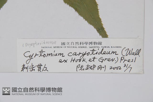 細齒貫眾蕨藏品圖，第2張