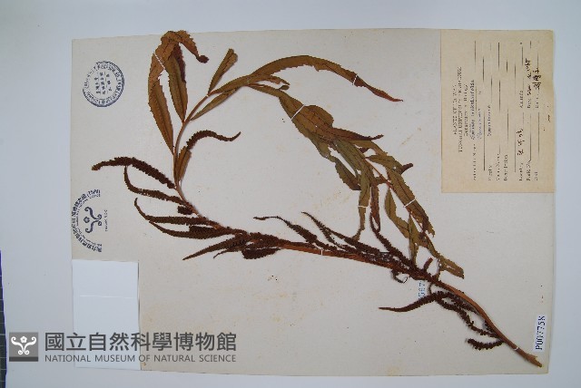 粗齒革葉紫萁藏品圖，第1張