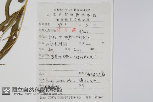 粗糙鳳尾蕨藏品圖，第2張