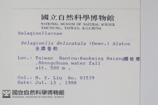 全緣卷柏藏品圖，第2張