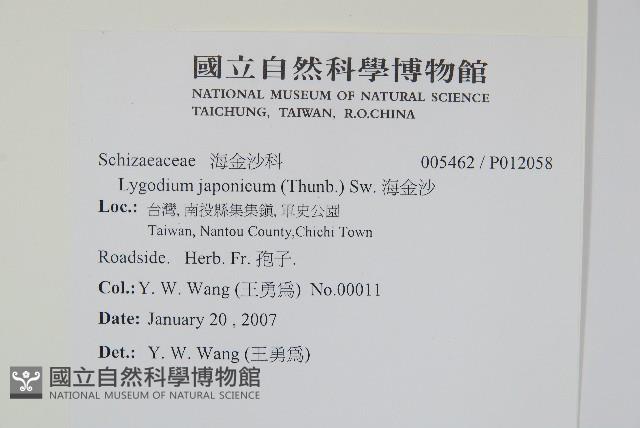 海金沙藏品圖，第2張