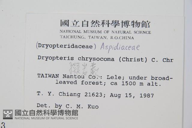 擬岩蕨藏品圖，第2張