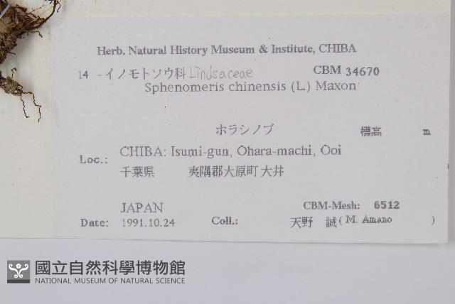 烏蕨藏品圖，第2張