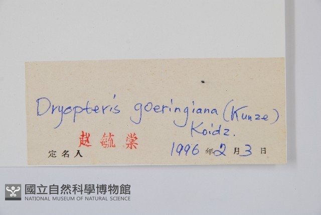 美麗鱗毛蕨藏品圖，第2張