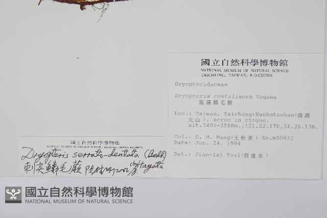 鋸齒葉鱗毛蕨藏品圖，第2張