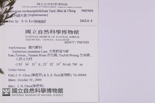 大黑柄鐵角蕨、黃鱗鐵角蕨、大羽鐵角蕨藏品圖，第2張