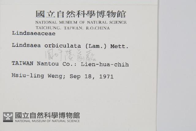 圓葉陵齒蕨藏品圖，第2張