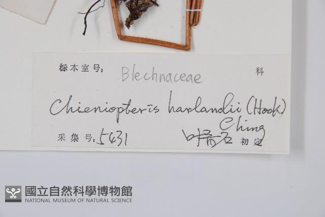 崇澍蕨藏品圖，第5張