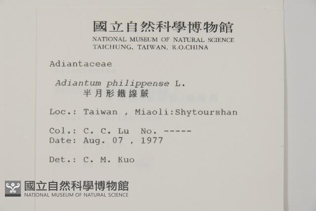 半月形鐵線蕨藏品圖，第2張