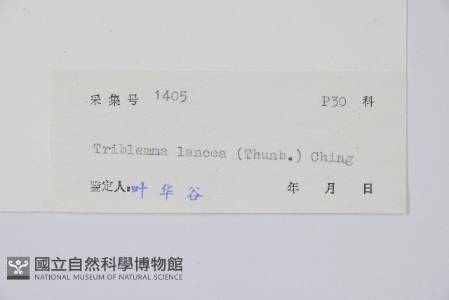 單葉雙蓋蕨藏品圖，第2張