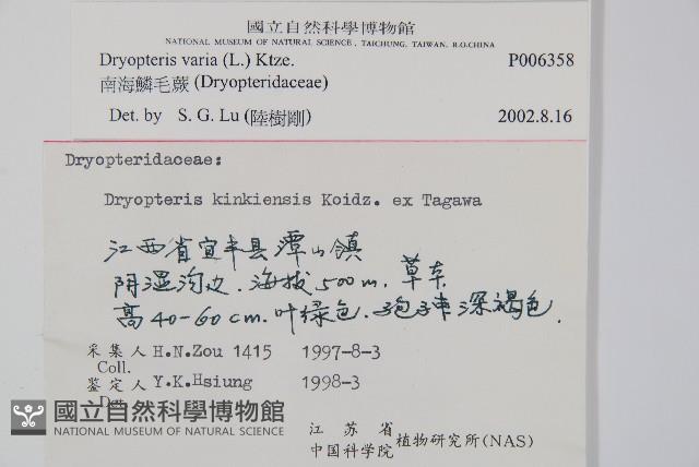南海鱗毛蕨藏品圖，第2張