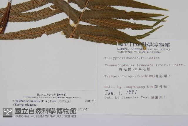 大葉毛蕨藏品圖，第2張