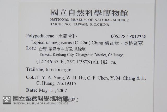 鱗瓦葦、長柄瓦葦藏品圖，第2張