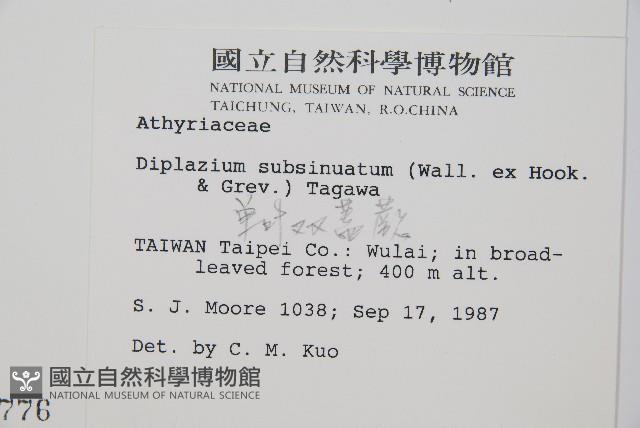 單葉雙蓋蕨藏品圖，第2張