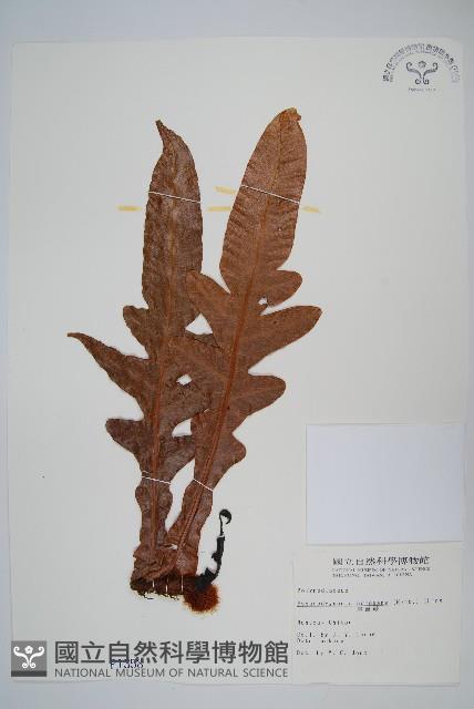 崖薑蕨藏品圖，第1張