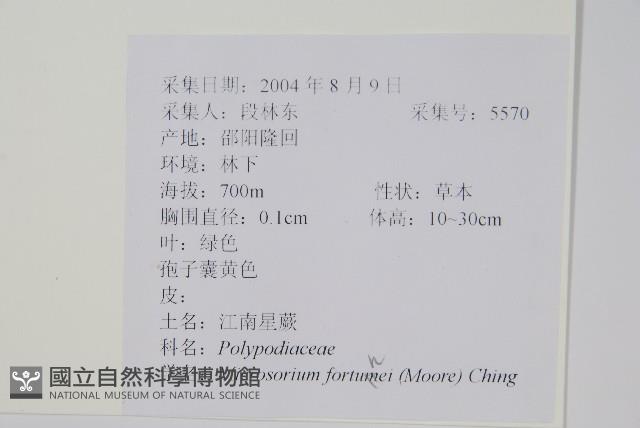 大星蕨藏品圖，第2張