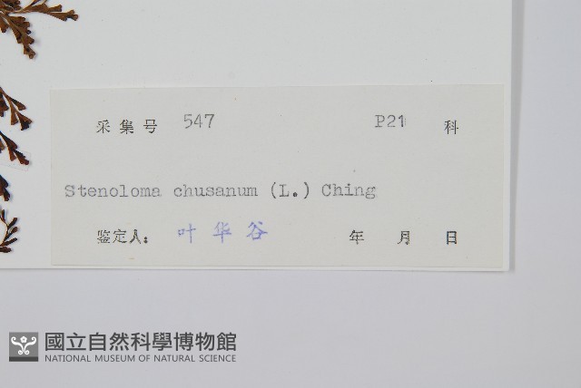 烏蕨藏品圖，第2張